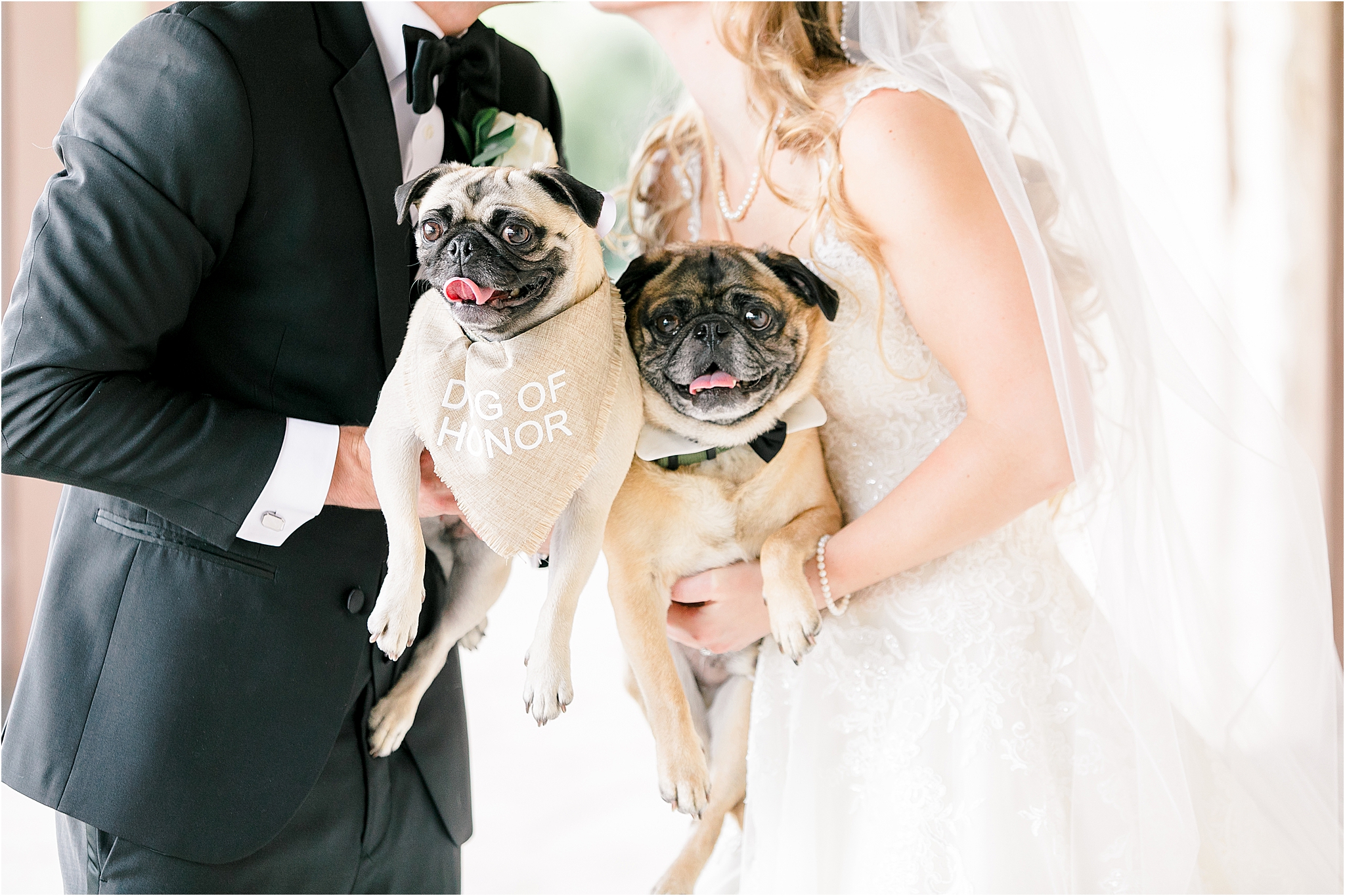 Pug Portraits at The Springs McKinney Wedding by Dallas Wedding Photographer Jillian Hogan