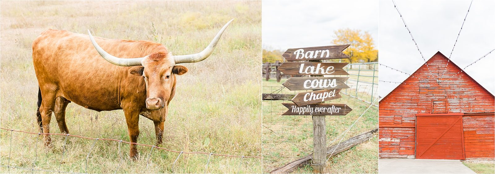 A longhorn and red barn at Rustic Grace Estate in Van Alstyne, Texas 