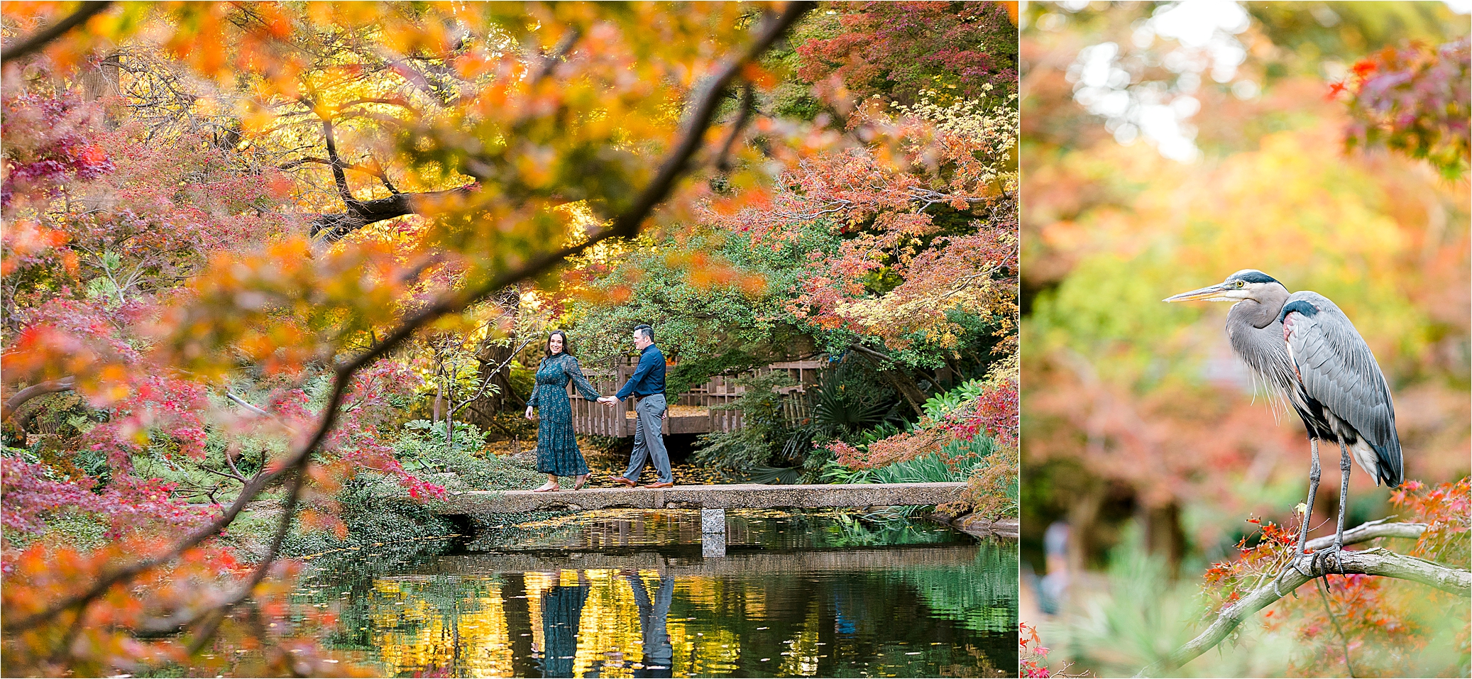 A couple walks over a bridge surrounded by colorful leaves at The Japanese Gardens during their Fort Worth Engagement Session with Jillian Hogan Photography 