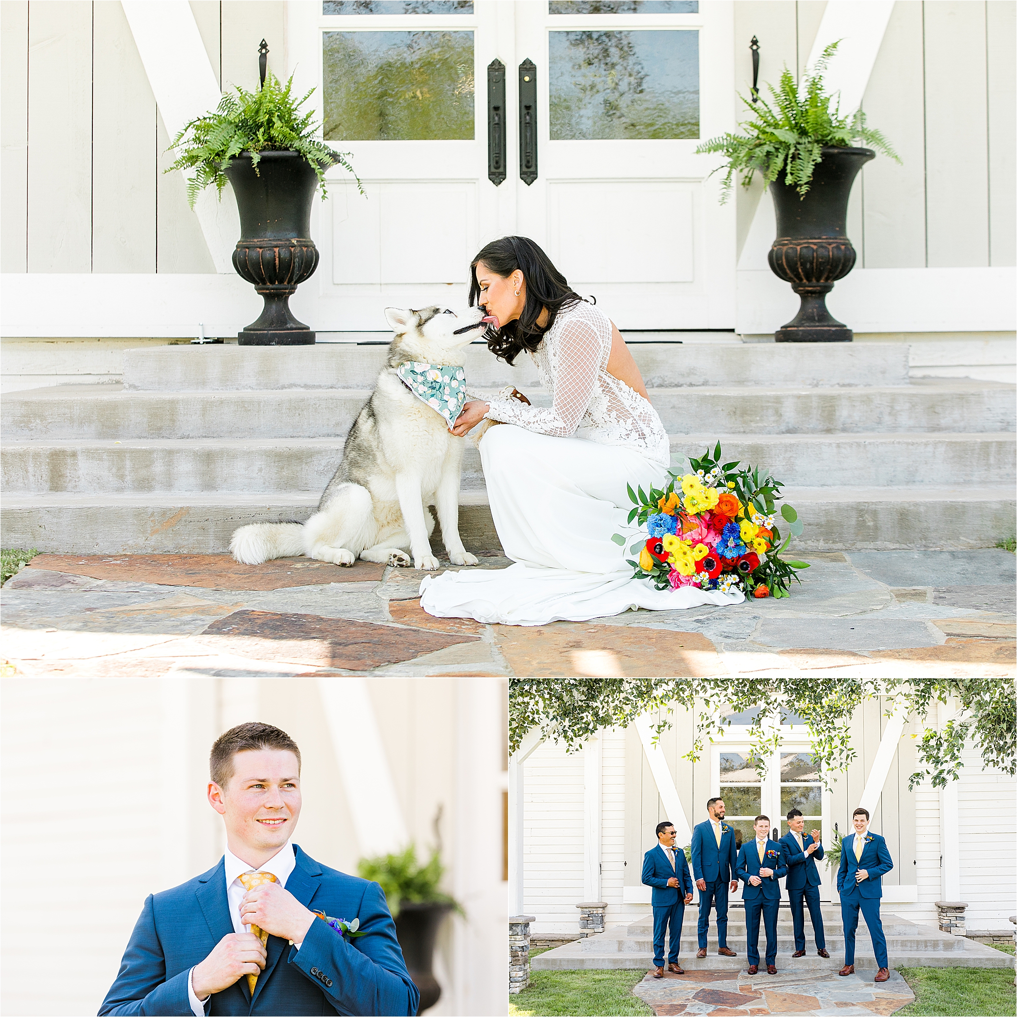 A bride shares kisses with her husky in front of her white wedding venue with Hill Country Wedding Photographer Jillian Hogan 
