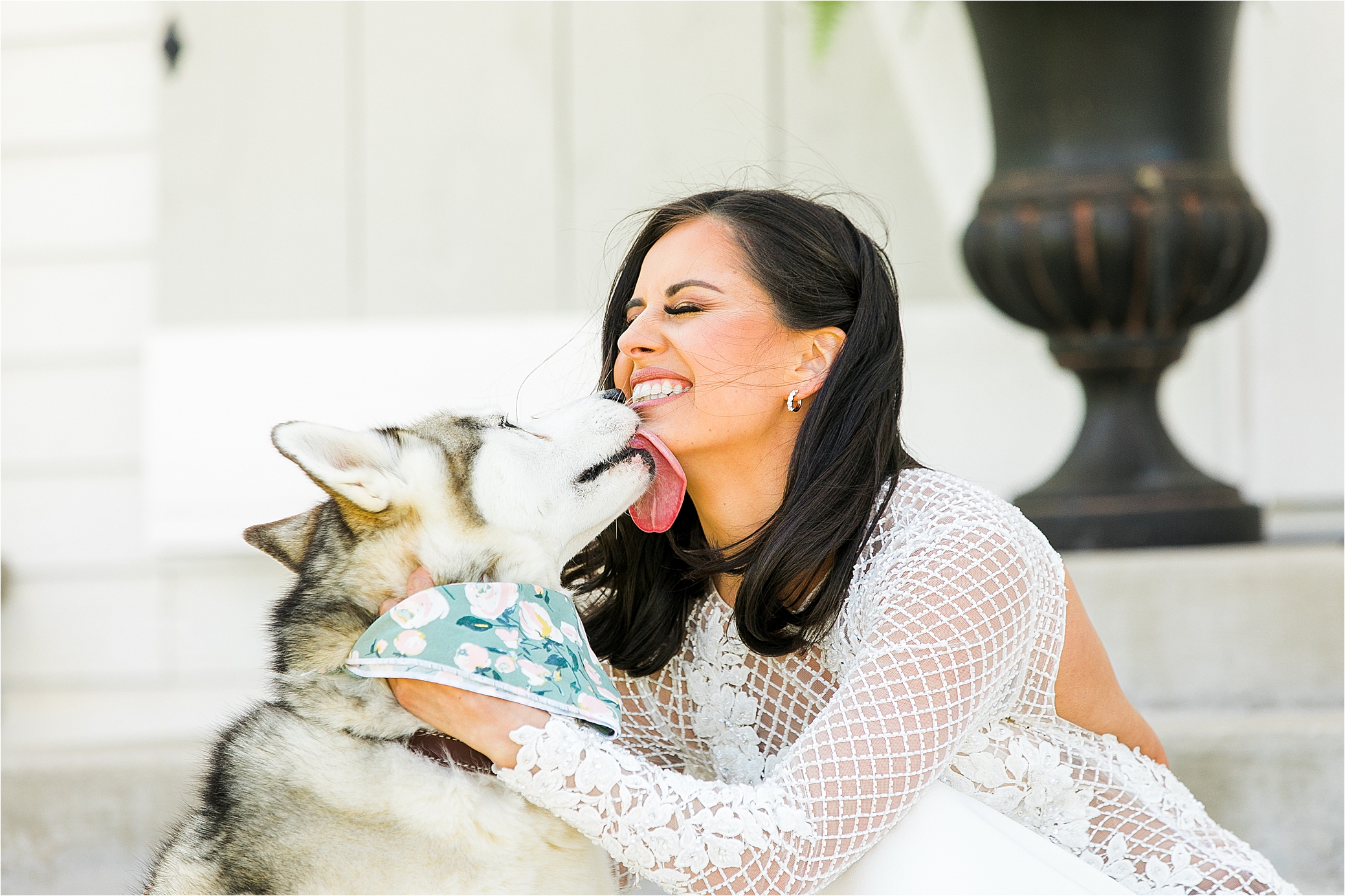 A bride gets a big kiss from her husky on her wedding day at Pineway Farms